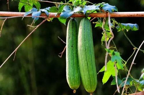 吃瓜就拉,揭秘“吃瓜就拉”背后的真相