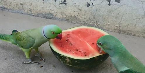 吃瓜就拉,揭秘“吃瓜就拉”背后的真相