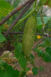 吃瓜有赏,揭秘娱乐圈幕后故事