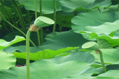 长春小草吃瓜,揭秘吃瓜背后的故事与影响
