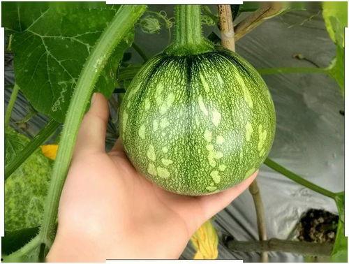 小蕊吃瓜,揭秘娱乐圈那些不为人知的幕后故事