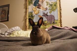 喜欢吃瓜的兔子