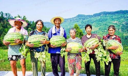 怫手瓜怎么吃,解锁美味新体验