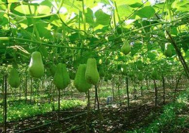 怫手瓜怎么吃,解锁美味新体验