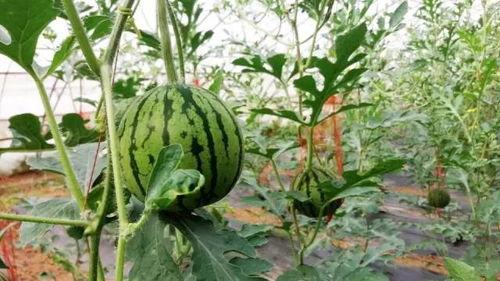 陕西杨凌吃瓜,探寻陕西杨凌的夏日美味之旅