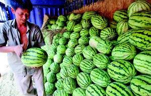 陕西杨凌吃瓜,探寻陕西杨凌的夏日美味之旅