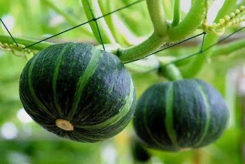 韩城最近的吃瓜梗