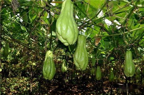 吃瓜栗,一场舌尖上的文化之旅