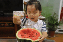 吃瓜群众小知识