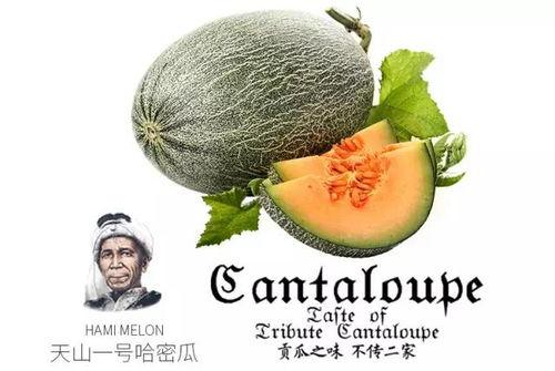 校园吃瓜公众号,揭秘校园里的那些“瓜”事