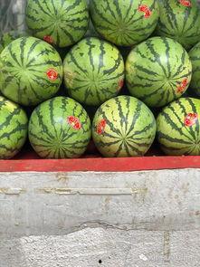 中山公园吃瓜视频,趣味横生的夏日街头一幕