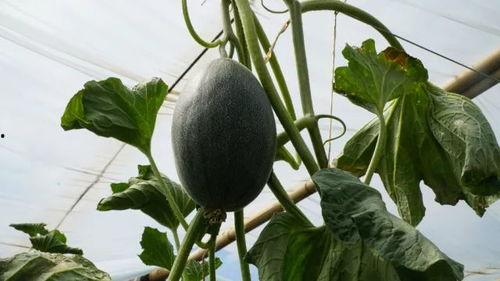 杨瓜头怎么吃,解锁独特吃法，尽享美味时光