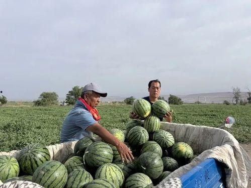屯田吃瓜,瓜田里的田园生活与智慧
