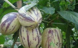 宝宝可以吃茄瓜,营养丰富的茄瓜食谱推荐