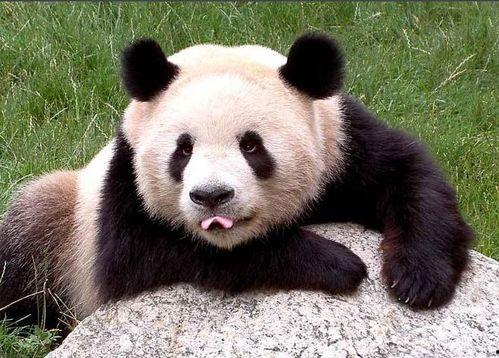 抽烟吃瓜的熊猫头,趣味横生的悠闲时光