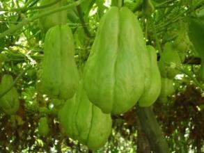 吃佛手瓜能喝板蓝根吗,健康饮食的完美搭配