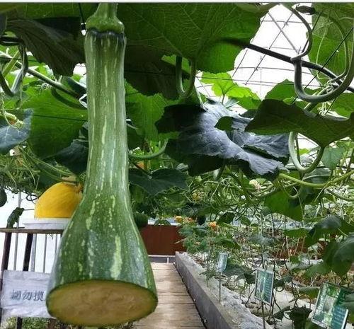 任意吃瓜,娱乐圈背后的那些事儿