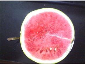 吃瓜吃得很无聊,揭秘无聊吃瓜背后的真相