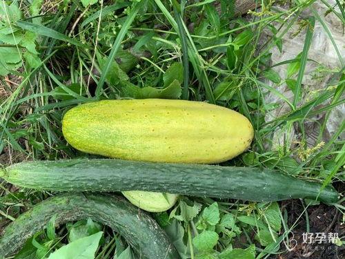 今晚有啥瓜吃,揭秘娱乐圈最新瓜料