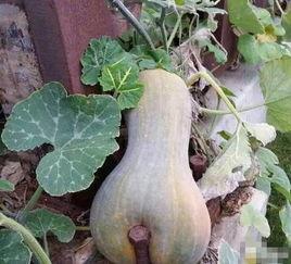 今晚有啥瓜吃,揭秘娱乐圈最新瓜料