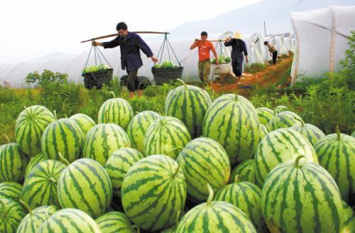韩国大妈吃瓜,吃瓜成风，揭秘“瓜界”风云录