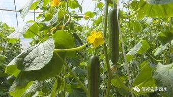 小孩吃乳瓜的好处,营养美味两不误