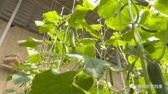 小孩吃乳瓜的好处,营养美味两不误