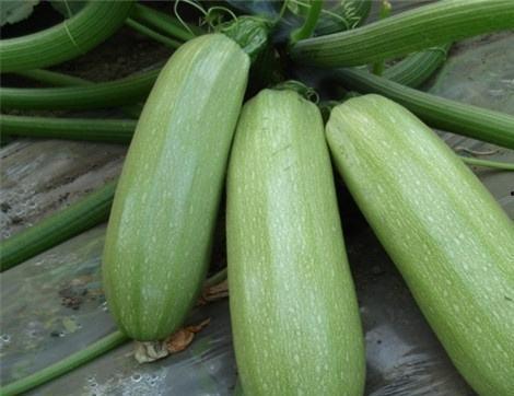 吃瓜吃的多有好处吗,揭秘过度“吃瓜”的潜在好处