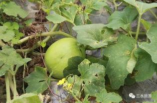 吃完瓜吃梨,尽享梨园盛景