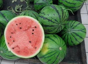 冬眠二创吃瓜,揭秘动物冬眠背后的“吃瓜”秘密