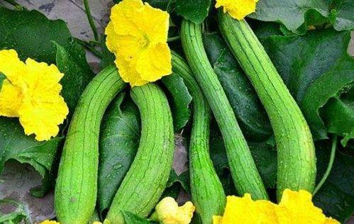 丝瓜吃长瓜,营养与生长的奇妙之旅