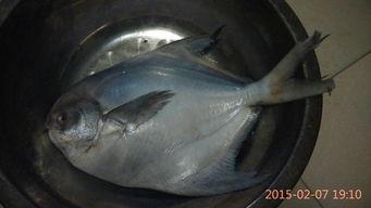 吃八瓜鱼过敏,探寻过敏源与应对策略