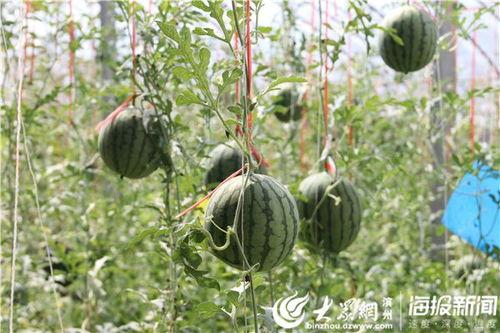 磁县吃瓜视频,揭秘当地美食文化盛宴