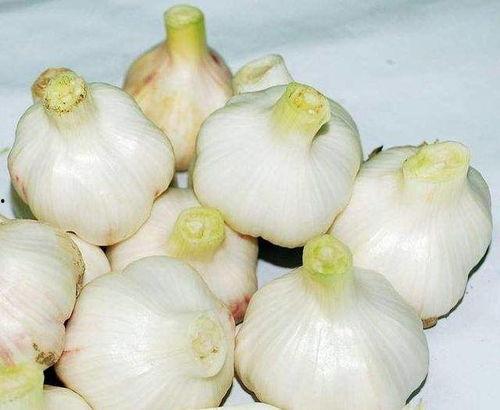 吸血瓜吃大蒜,一场奇妙的植物与食材对决