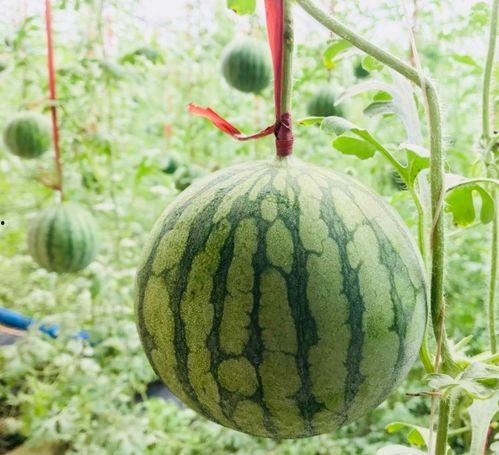 稳稳吃瓜,轻松掌握娱乐圈动态