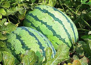 东营港吃瓜视频