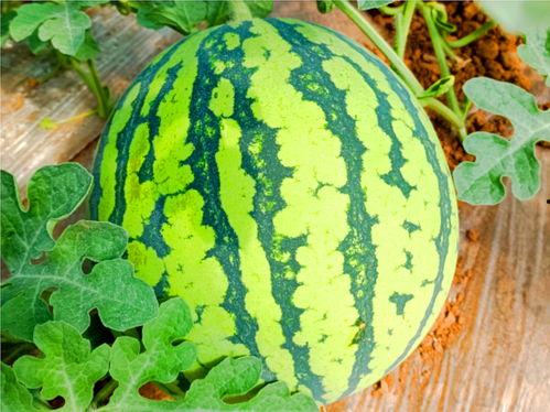 hlj39吃瓜网,揭秘娱乐圈最新热点，带你畅游八卦海洋