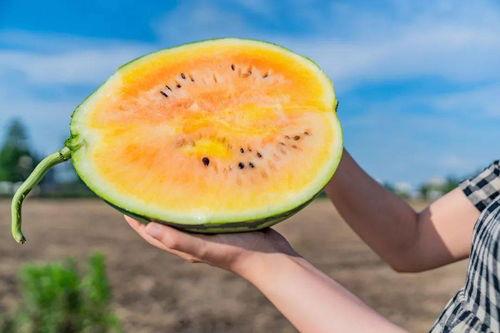 吃瓜系统特色,网络舆论场中的“瓜农”与“瓜果”