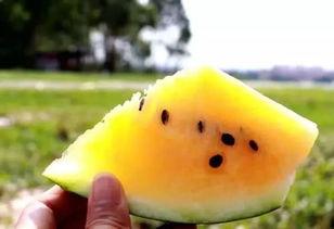 梦到吃黄色的瓜,探寻黄色瓜果的神秘寓意