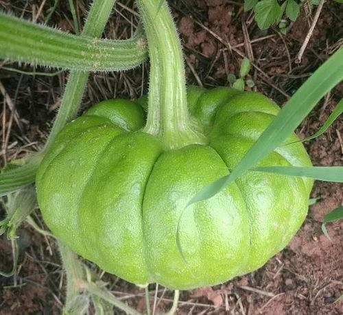 瓜姜怎么吃,美味养生两不误