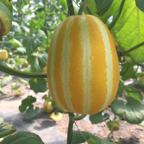 韩国吃瓜在哪,吃瓜群众聚集地大揭秘