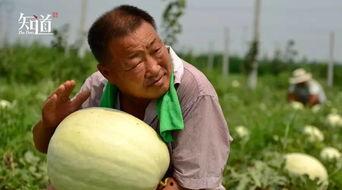 瓜农吃瓜