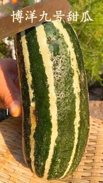 不熟的瓜怎么吃,不熟瓜的多样食法揭秘