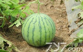 不熟的瓜怎么吃,不熟瓜的多样食法揭秘