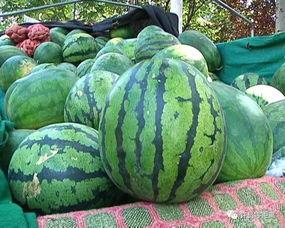 不熟的瓜怎么吃,不熟瓜的多样食法揭秘