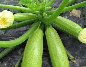 天天吃瓜每日大瓜,天天吃瓜，每日大瓜盘点