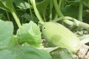 吃瓜事件新疆,揭秘背后的真相与反思