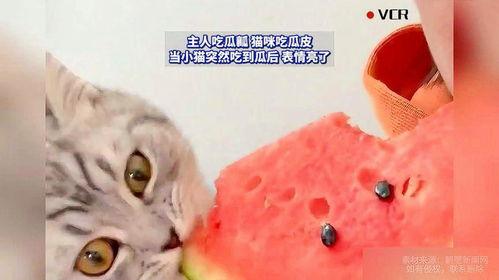 吃瓜蜜瓜的猫表情包,吃瓜蜜瓜猫表情包大揭秘