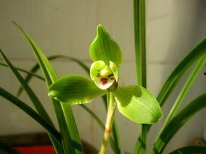 兰花仙子吃瓜,兰花仙子与神秘瓜果的奇幻之旅