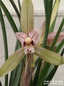 兰花仙子吃瓜,兰花仙子与神秘瓜果的奇幻之旅